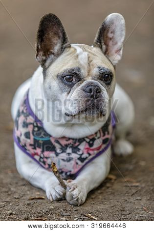 Pied French Bulldog Female Holding A Twig. Off-leash Dog Park In Northern California.