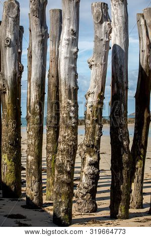 Big Breakwater, 3000 Trunks To Defend The City From The Tides, Plage De L Eventail Beach In Saint-ma