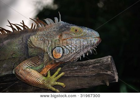Grøn leguan