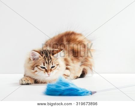 A funny kitten playing with cat toy, feather. White background. Siberian cat, purebred, red color type