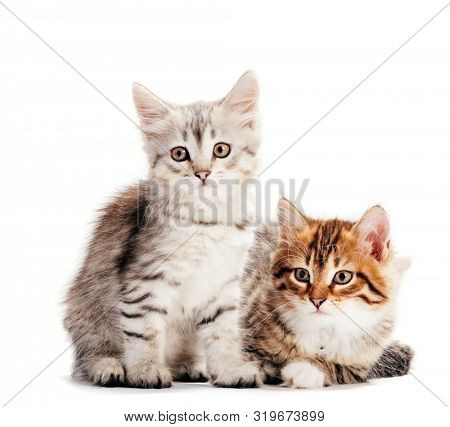 Siberian cats, portrait of two kittens from same litter isolated on white background. Purebred