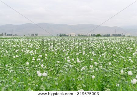 Opium Poppy.papaver Somniferum L,  Papaveraceae,jatropha Multifida L,euphorbiaceae