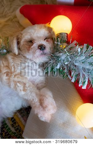 Chinese Crested Powderpuff Dog Sleeps On Christmas Background. Top View
