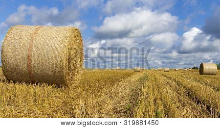 Wheatfield And Haystacks Of Wheat Of Yellow Color During Harvest.
