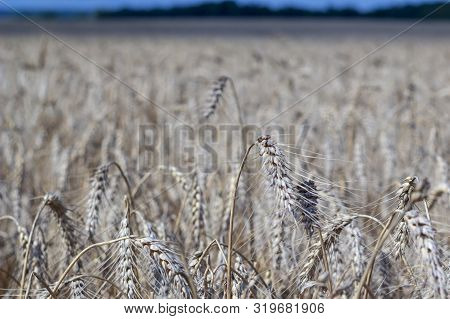 Wheatfield Of Gold Color In Sunny Day.