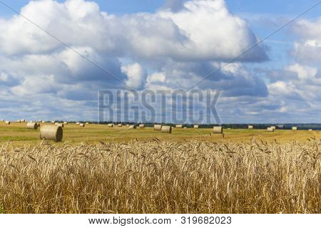 Wheatfield And Haystacks Of Wheat Of Yellow Color During Harvest.