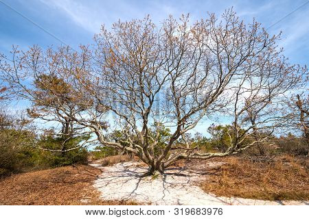Expansive Live Oak On A Barrier Island In Assateague Island National Seashore In Maryland