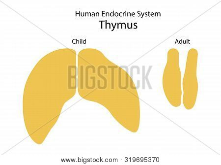 Endocrine System Of Human. Thymus. Comparative Sizes Child And Adult. Flat Design. Illustration