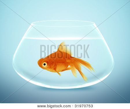 Goldfish küçük kase