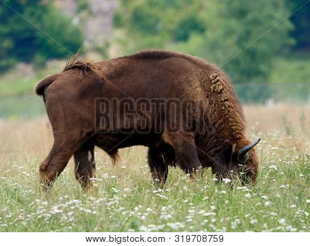 small herd of European bison (Bison bonasus), also known as Wisent or the European wood bison grazing