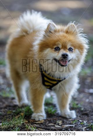 Adult Male Brown And White Pomeranian Portrait. Off-leash Dog Park In Northern California.