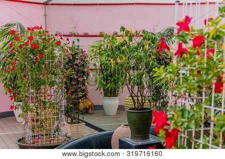 Sejong, South Korea; August 8, 2019: Collection Of Potted Plants And Flowers On Display In Arboretum
