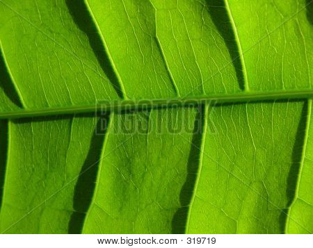 Listy vzorek (ochrana životního prostředí)