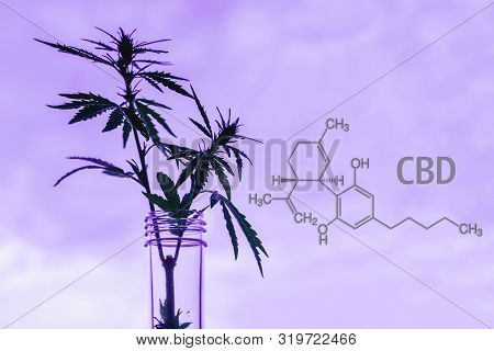 Cannabis Leaf And Bush In Vitro. The Concept Of Home Grown Hemp For Oil, Medical Purposes. Medical L
