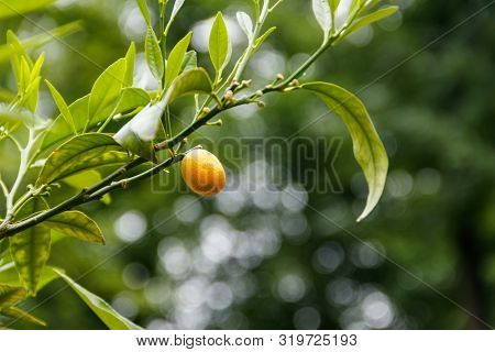 Ripe Fruits And Foliage Of Oval Kumquat Or Nagami Kumquat (citrus Margarita Or Fortunella Margarita)