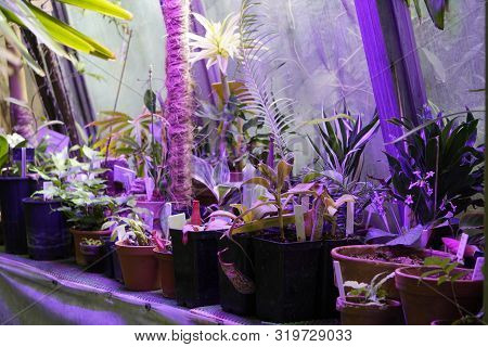 Growing Plants In Purple Light, Breeding New Varieties And Species. Led And Photoperiodism Concept, 