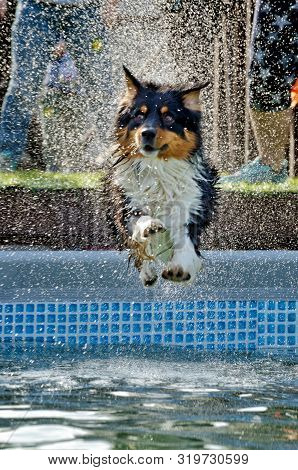 The Dog Jumps Into The Pool Of Water.a Dog Handler Teaches An Animal Not To Be Afraid Of Wate.this I