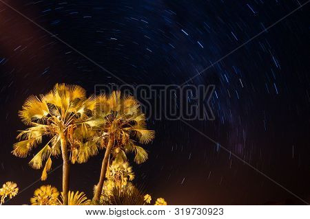 Illuminated Palm Tree And Night Sky With Stars And Milky Way Galaxy In Palmwag, Namibia