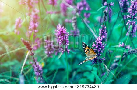 Nice Orange Butterfly With Open Wings Sit On Flower. Toned Colors