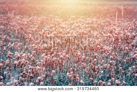 Nice Field Of Thistle Flower. Colored Photo