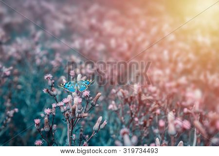Nice Blue Butterfly With Open Wings Sit On Flower. Toned Photo
