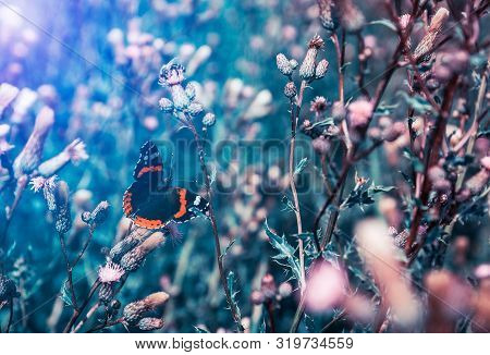 Nice Butterfly Sit On Flower. Toned Photo