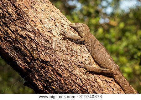 Bengal Monitor Lizard (varanus Bengalensis). Reptile Varan Resting On Big Tree In Jungle Of Sri Lank