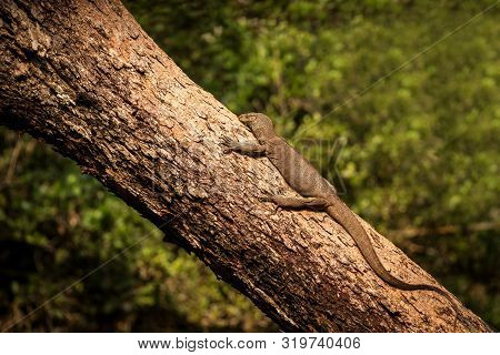 Bengal Monitor Lizard (varanus Bengalensis). Reptile Varan Resting On Big Tree In Jungle Of Sri Lank