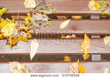 Yellow Maole Leaves In Autumn Day In City Park