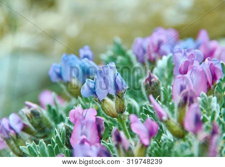 Oxytropis Anertii