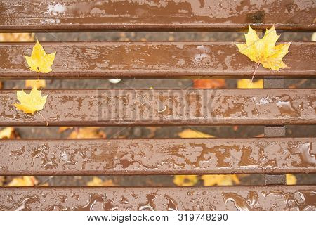 Yellow Maole Leaves In Autumn Day In City Park