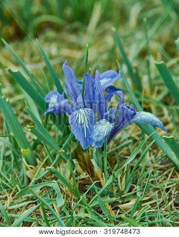 Iris Graminea Flowers In Mongolia, Asia Close Up