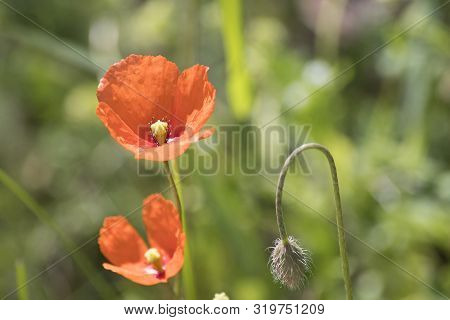 Poppy Flower Red Papaverous In A Meadow Composition
