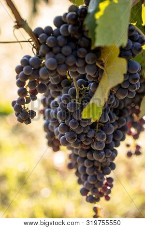 Close Up Of Red Merlot Grapes In Vineyard. Medoc, Gironde, Aquitaine. France