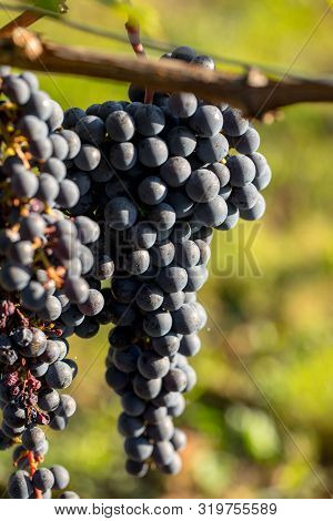 Close Up Of Red Merlot Grapes In Vineyard. Medoc, Gironde, Aquitaine. France