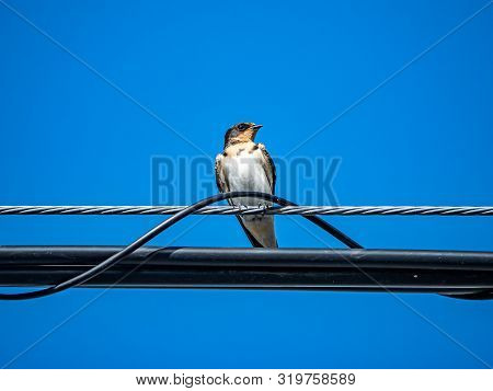 A Japanese Barn Swallow, Hirundo Rustica Gutturalis, Perches On A Power Line In An Apartment Complex