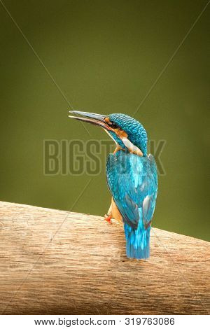 Common Kingfisher (alcedo Atthis) Sitting On Wood Trunk Near Its Favorite Pond And Waiting For Fish,