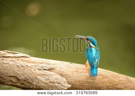 Common Kingfisher (alcedo Atthis) Sitting On Wood Trunk Near Its Favorite Pond And Waiting For Fish,
