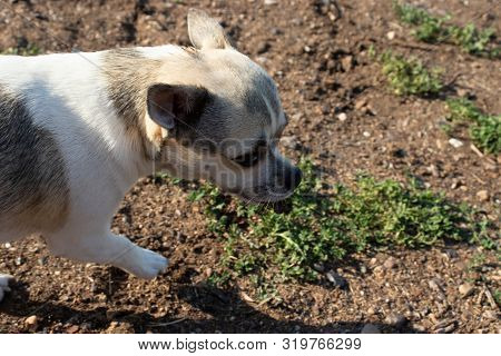 A Small White Dog Carries Something In His Mouth Goes From Left To Right On The Ground With Grass