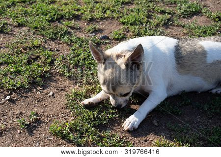 A Small Dog Lies On The Grass And Rubs His Nose