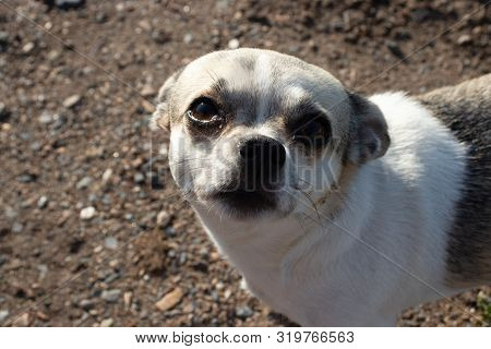 The Small Dog Turning And Pressed His Ears And Looks Inquiringly Embarrassed