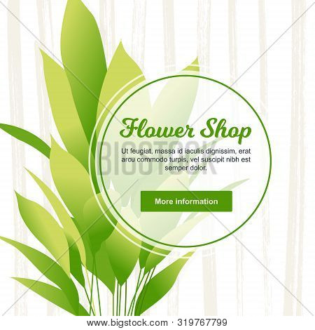 Young Aspidistra Elatior Plant Or Cast-iron Flower In A Pot. Aspidistra Isolated. Flower Shop Poster