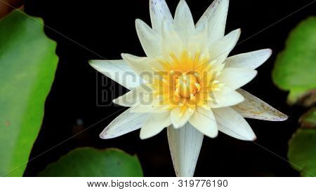 White Lotus With Yellow Pollen On Surface Of Pond