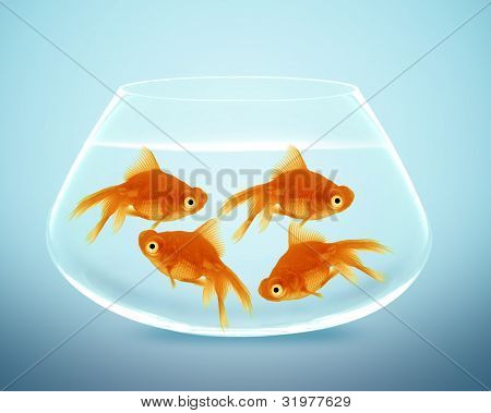 Goldfish küçük kase