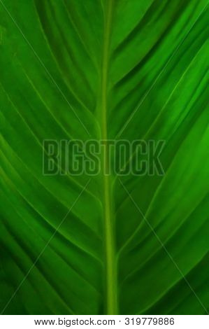 Green Leaf. The Plant Has A Beautiful Structure. Macro.