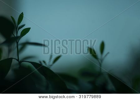 Silhouette Of A Plant On A Blurred Background In The Evening. Bokeh.