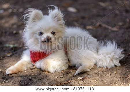 Adult White Female Pomeranian Portrait. Off-leash Dog Park In Northern California.
