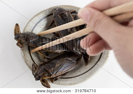 Food Insects: Woman Hand Holding Giant Water Bug Is Edible Insect For Eating As Food Insects Deep-fr
