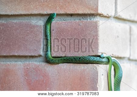Two Mating Western Natal Green Snakes Climbing A Brick Wall.