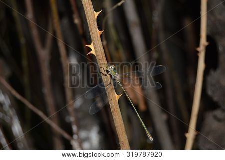 A Dragonfly On A Thorny Branch, Algeria